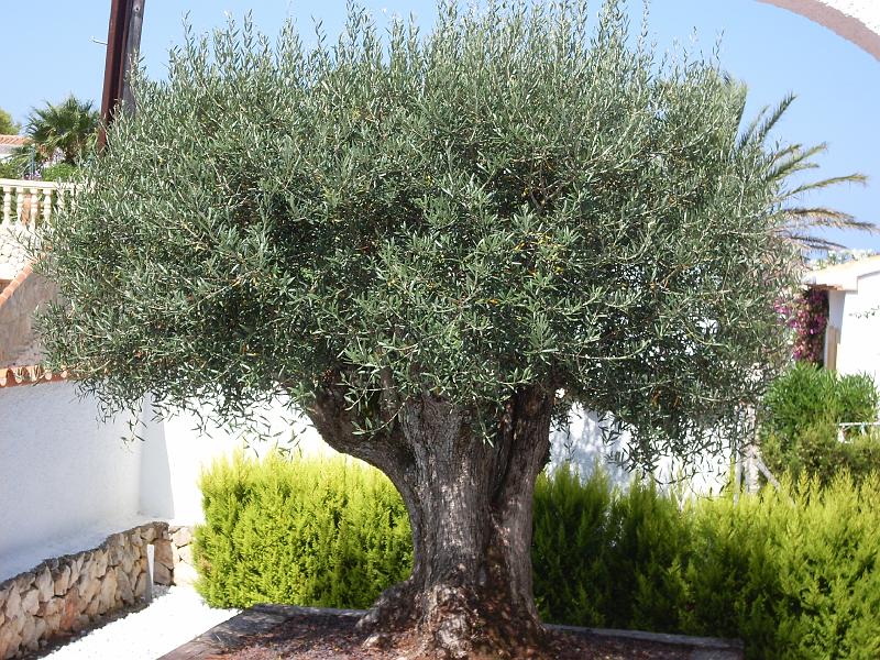 Spanien2010_1 049.jpg - An Olivetree which was over 250 years old